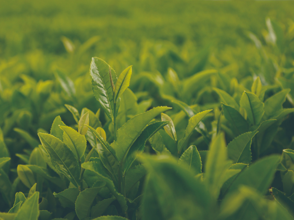 하동 가볼만한 곳