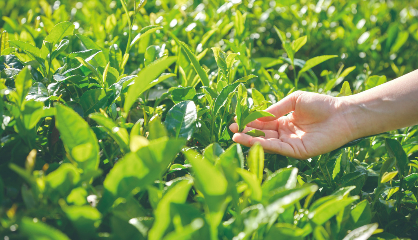 경상남도 하동 여행, 차(茶)와 문학의 향기를 따라